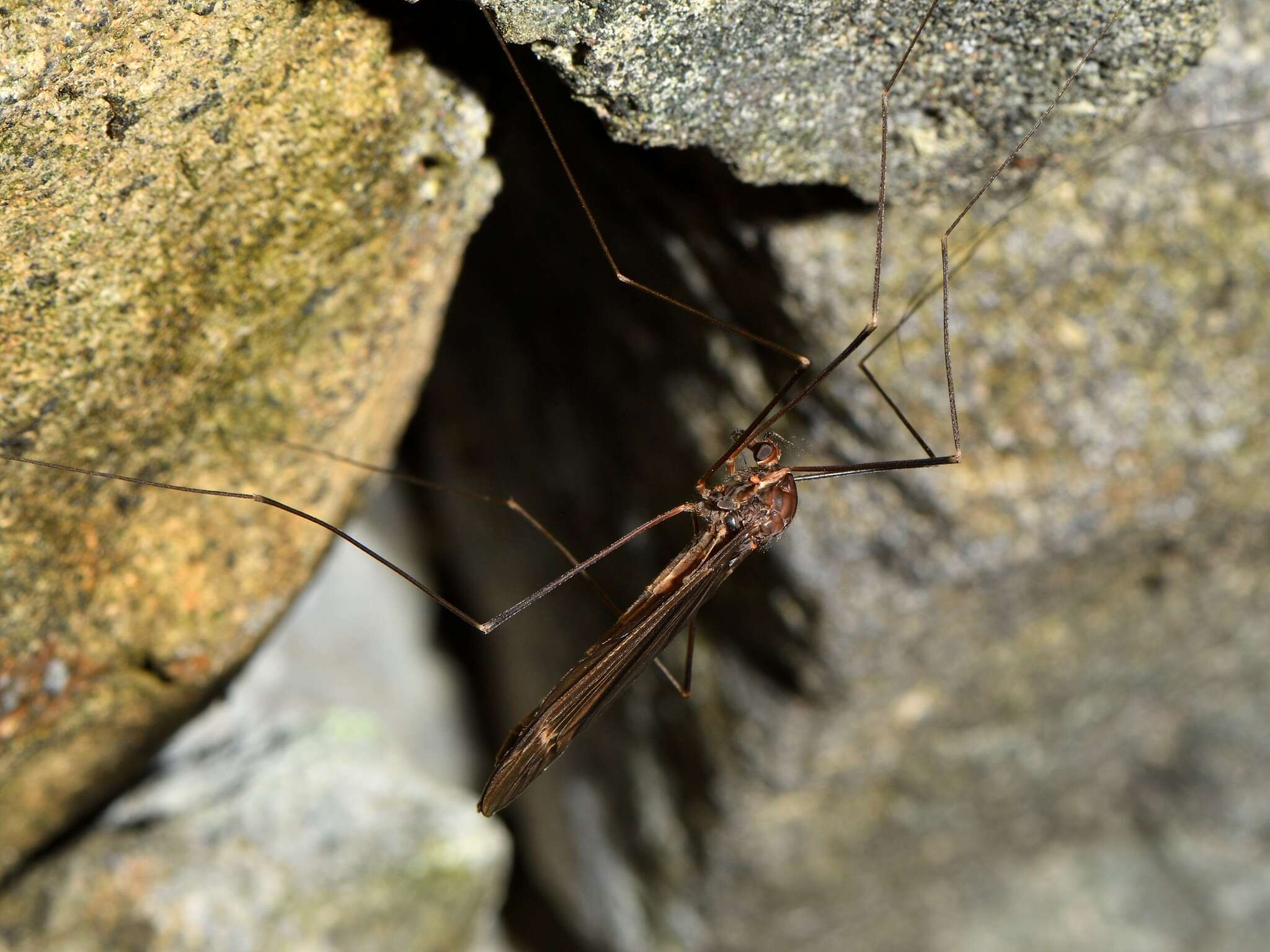 Image of Austrotipula hudsoni (Hutton 1900)