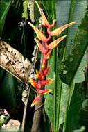 Image of Heliconia marginata (Griggs) Pittier