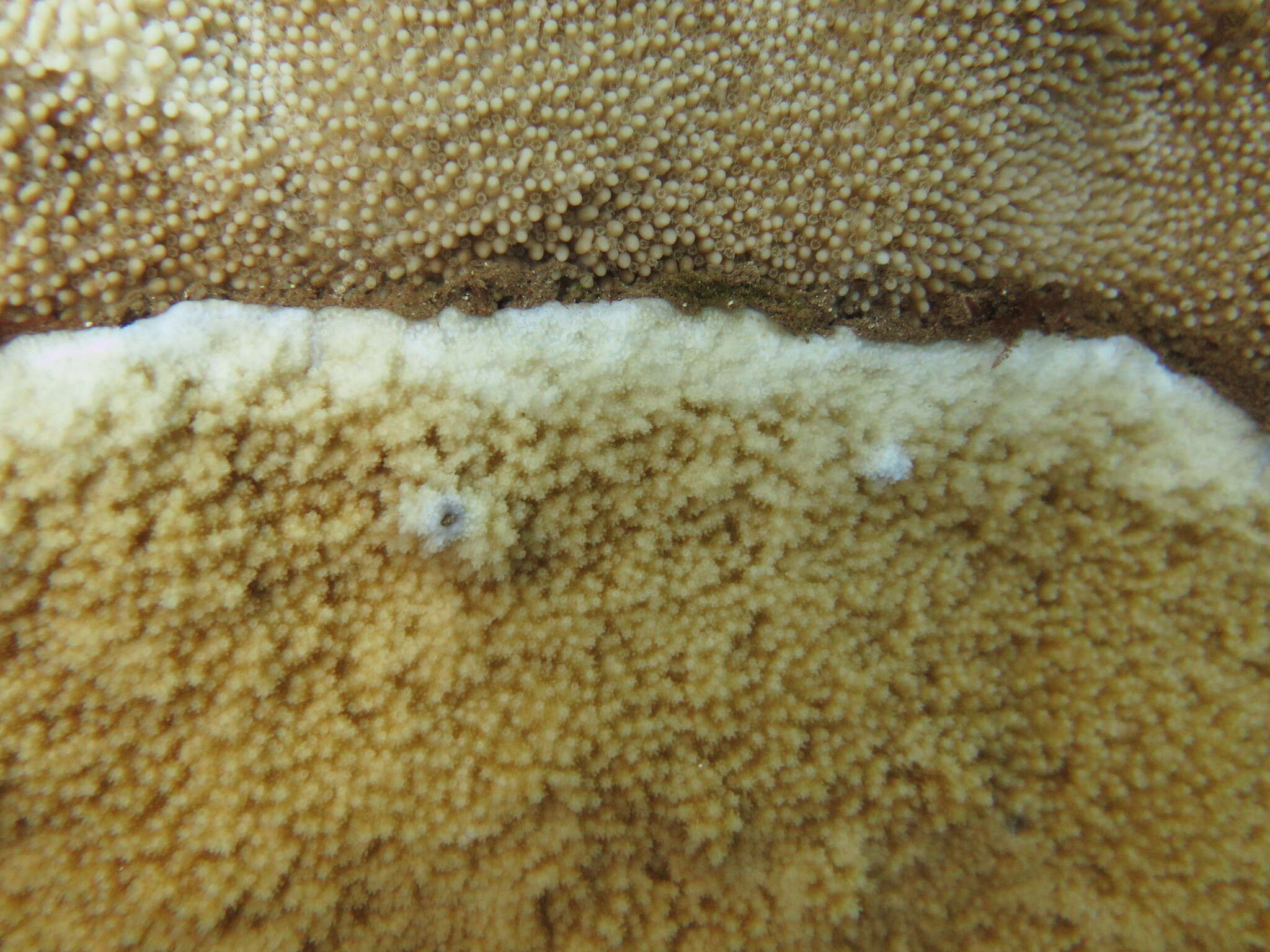 Image of pore coral