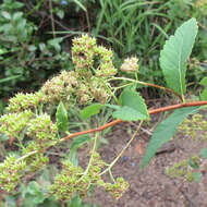 Imagem de Spiraea alba var. latifolia (Aiton) H. E. Ahles