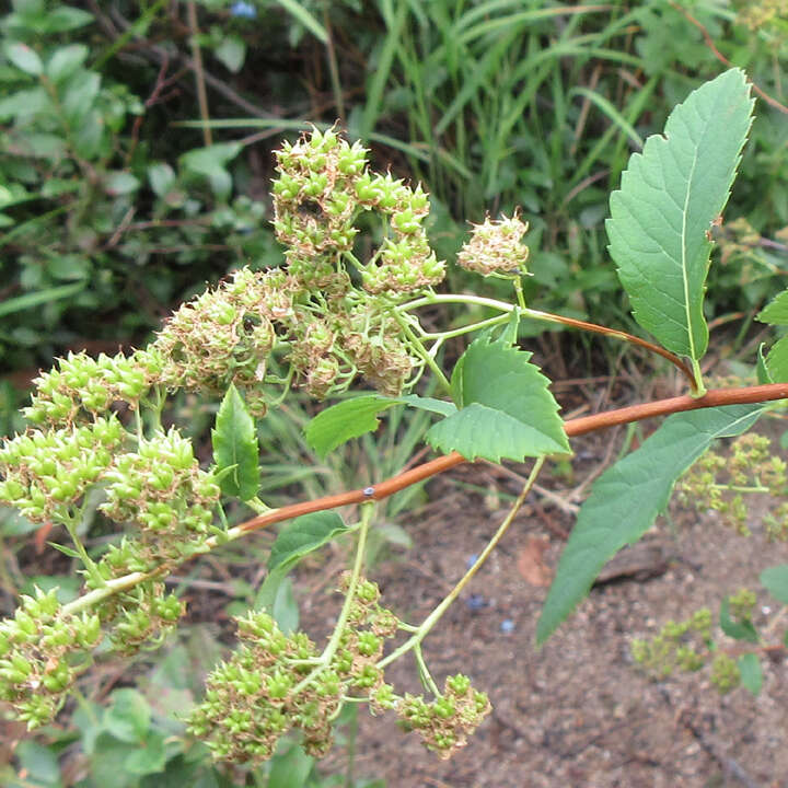 صورة Spiraea alba var. latifolia (Aiton) H. E. Ahles