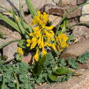 Image de Corydalis gortschakovii Schrenk