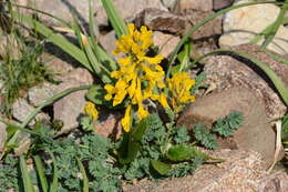 Image de Corydalis gortschakovii Schrenk