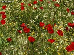 Imagem de Papaver umbonatum Boiss.