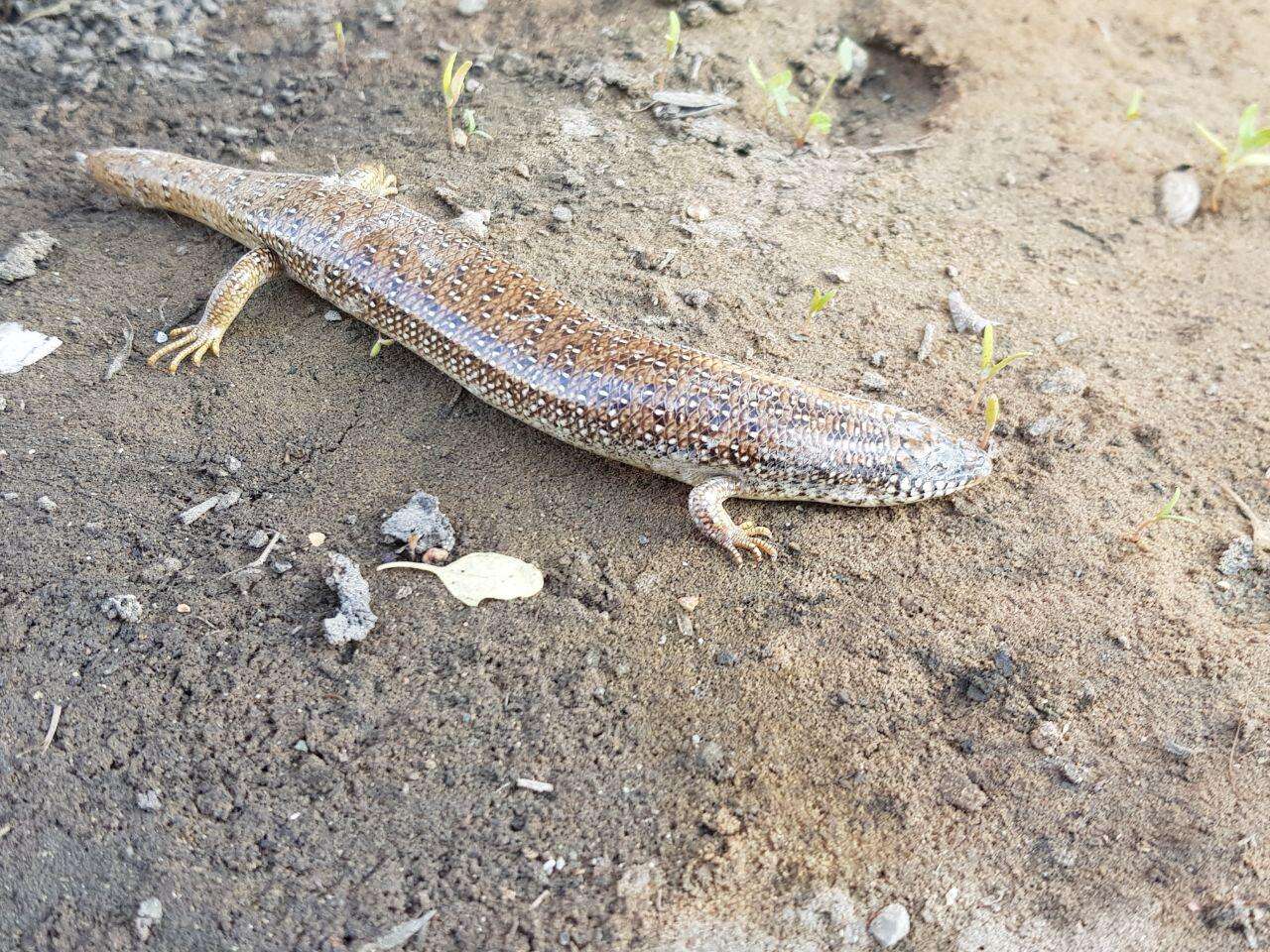 Image of Ocellated Bronze Skink