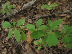 Image of Berberis amurensis Rupr.