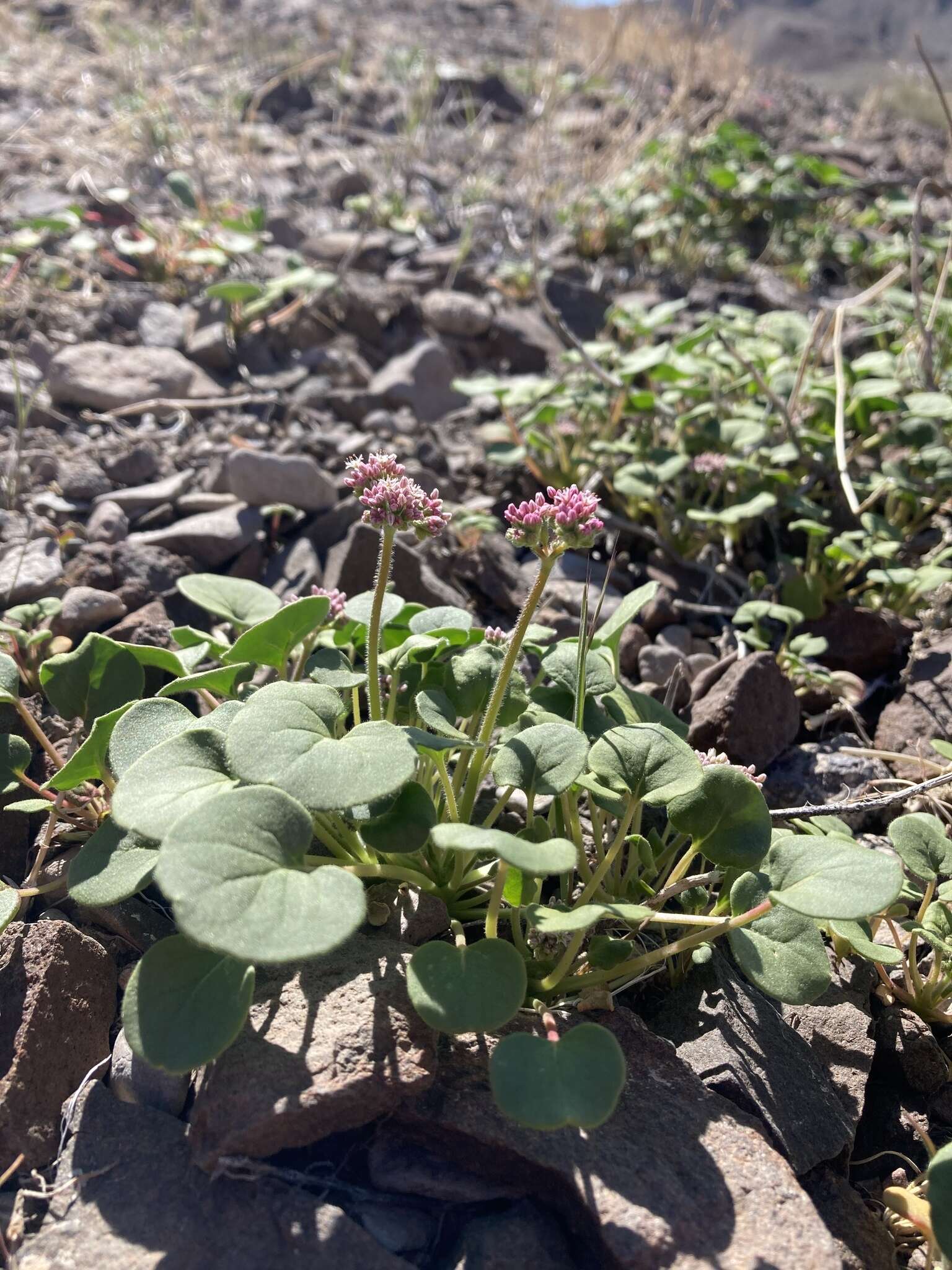 Image of volcanic buckwheat