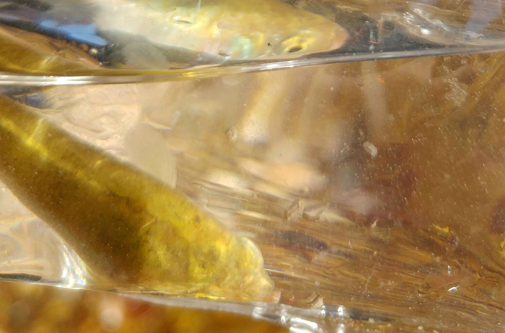 Image of Plains Topminnow