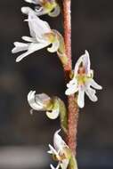 Imagem de Holothrix aspera (Lindl.) Rchb. fil.