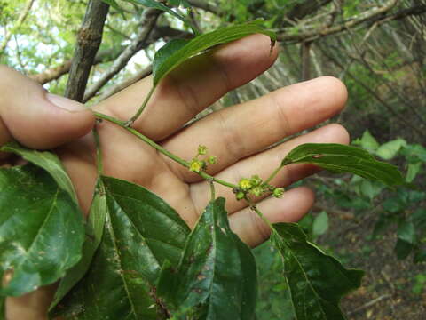 Image of Colubrina triflora Brongn.