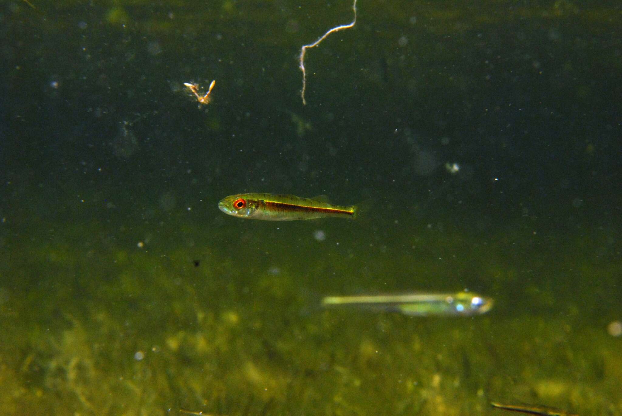 Image of Endora&#39;s hardyhead