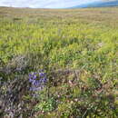 Image of Delphinium ochotense Nevski