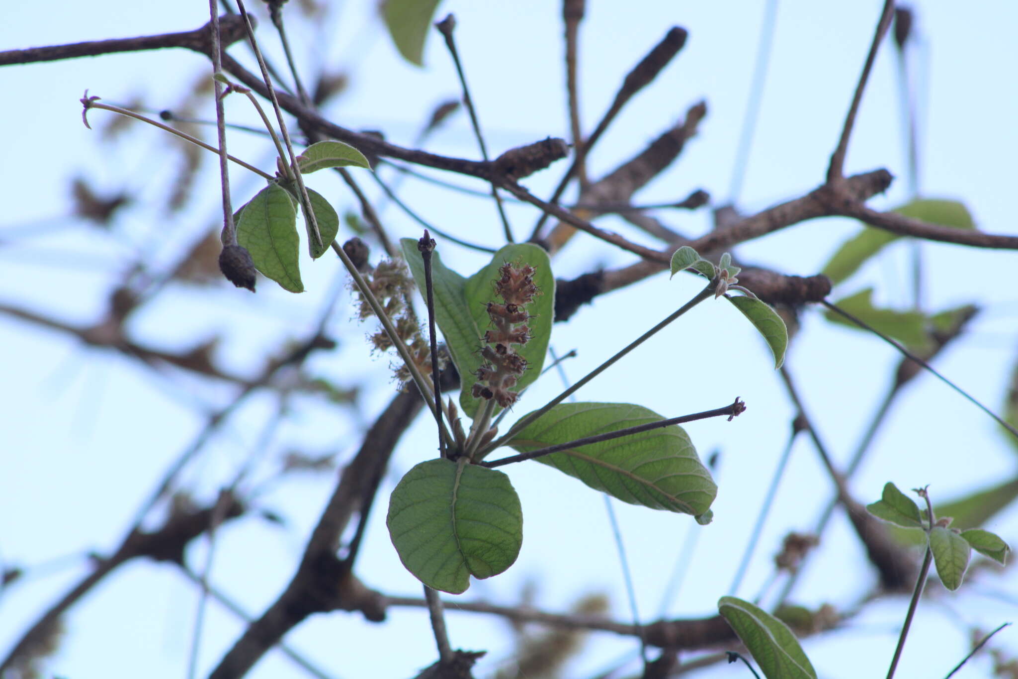 Image of Terminalia macrostachya (Standl.) Alwan & Stace