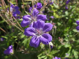 Image of Geranium sylvaticum L.