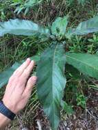 Image of Deplanchea tetraphylla (R. Br.) F. Muell. ex van Steenis