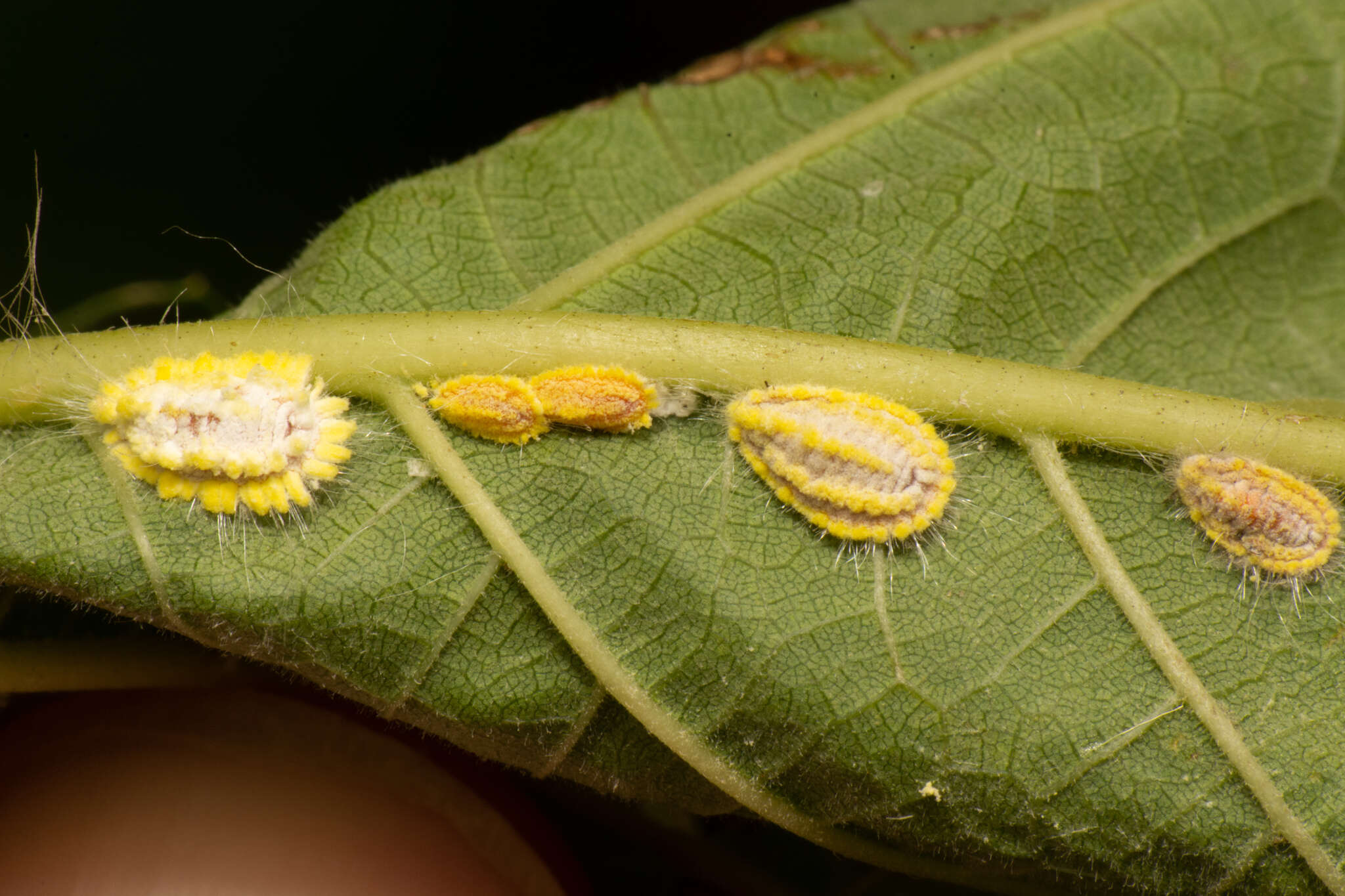 Image of Icerya seychellarum (Westwood 1855)