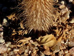 Acanthopsis disperma Harv. resmi