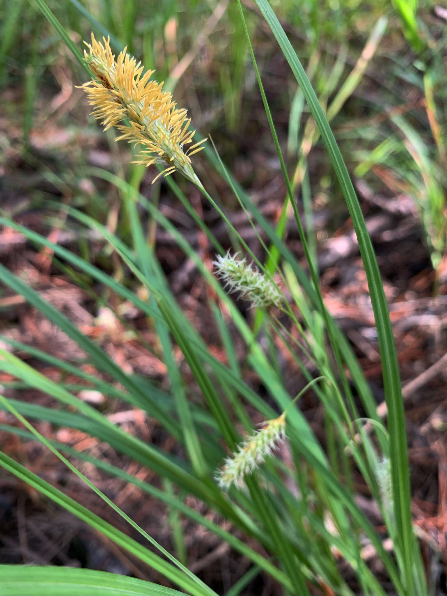 Image of southern waxy sedge