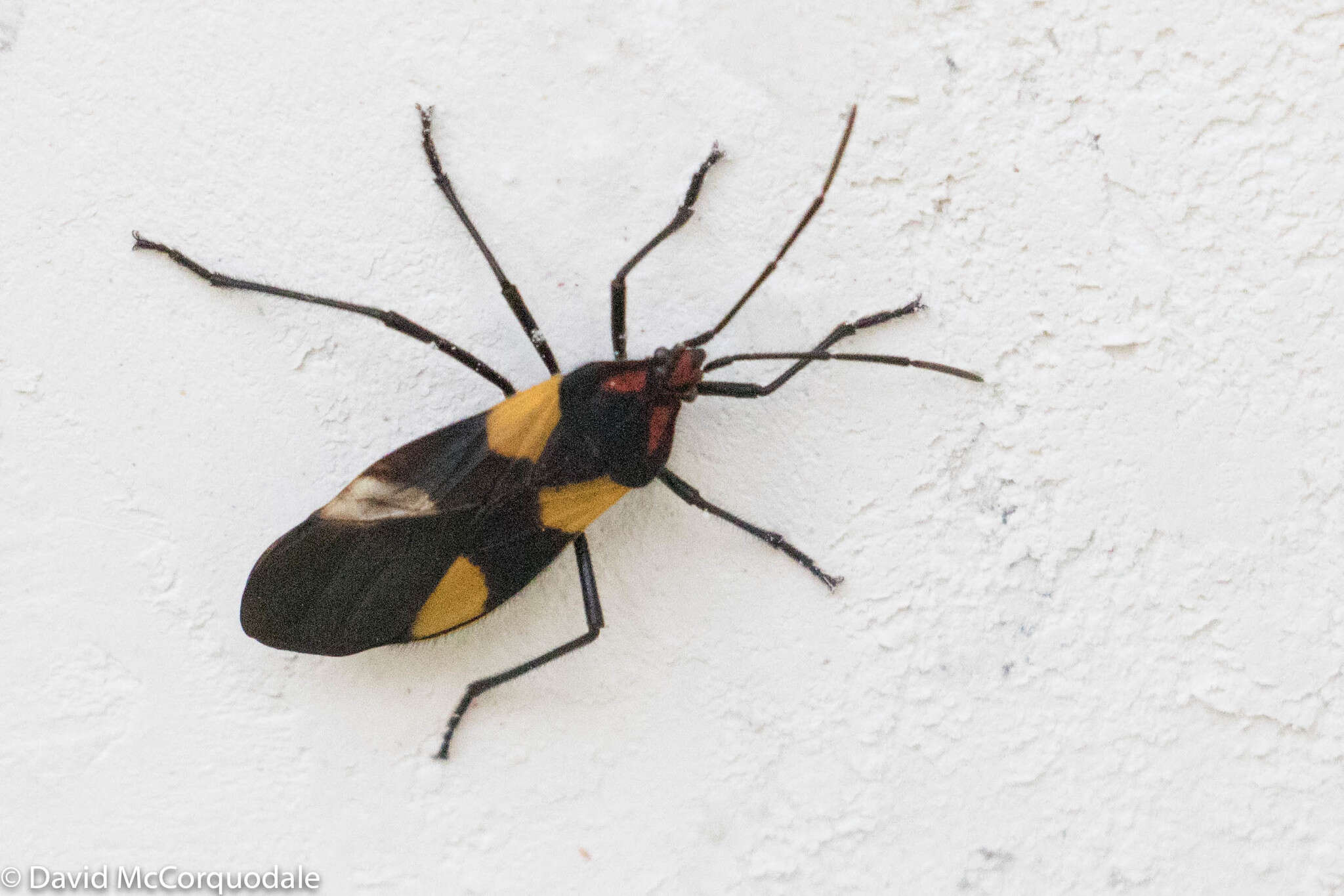 Image of Oncopeltus (Oncopeltus) varicolor (Fabricius & J. C. 1794)