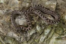 Image of Southern Smooth Snake