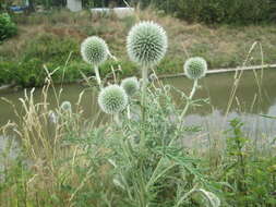 Echinops exaltatus Schrad.的圖片