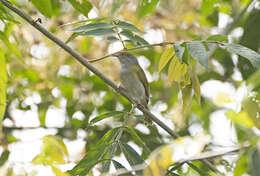 Image of Gray-chested Greenlet