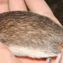 Image of Salvin's spiny pocket mouse