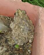 Image of Common Lesser Toad