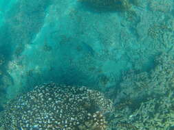 Image of Loosetooth parrotfish