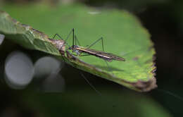 Image of Leptotarsus (Macromastix) luteisubcostatus (Alexander 1934)