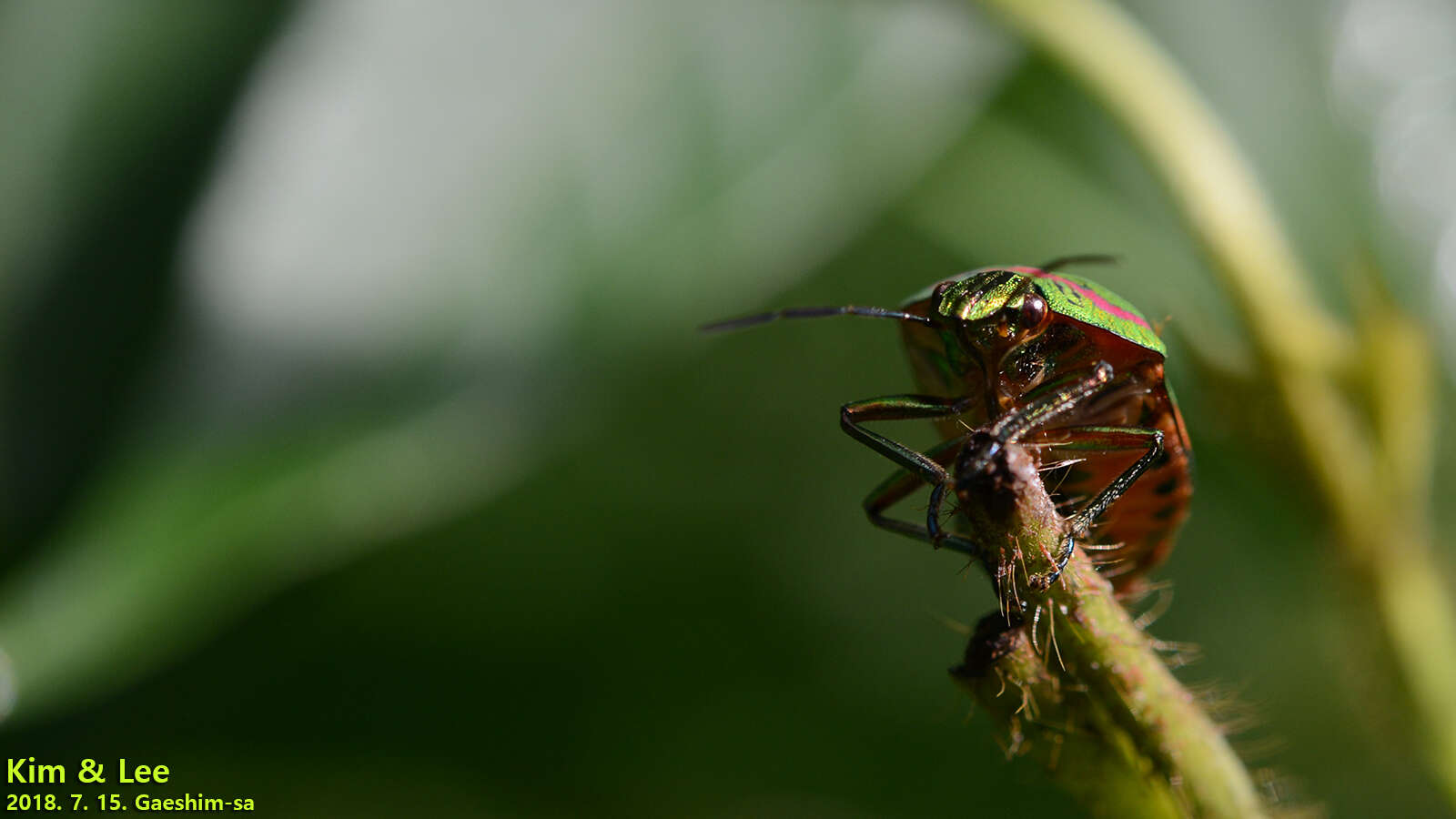 Image de <i>Poecilocoris lewisi</i>