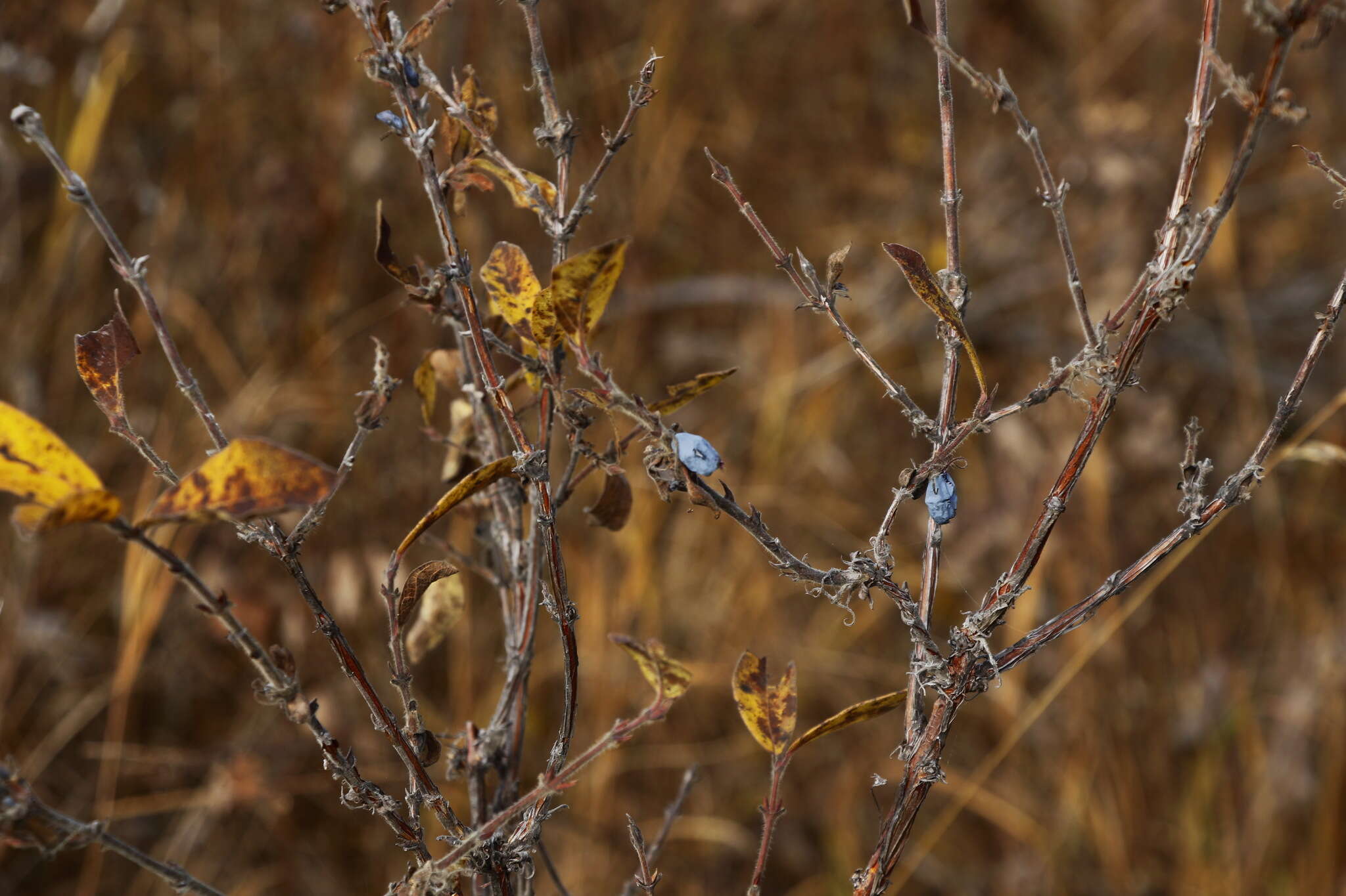 Image of deepblue honeysuckle