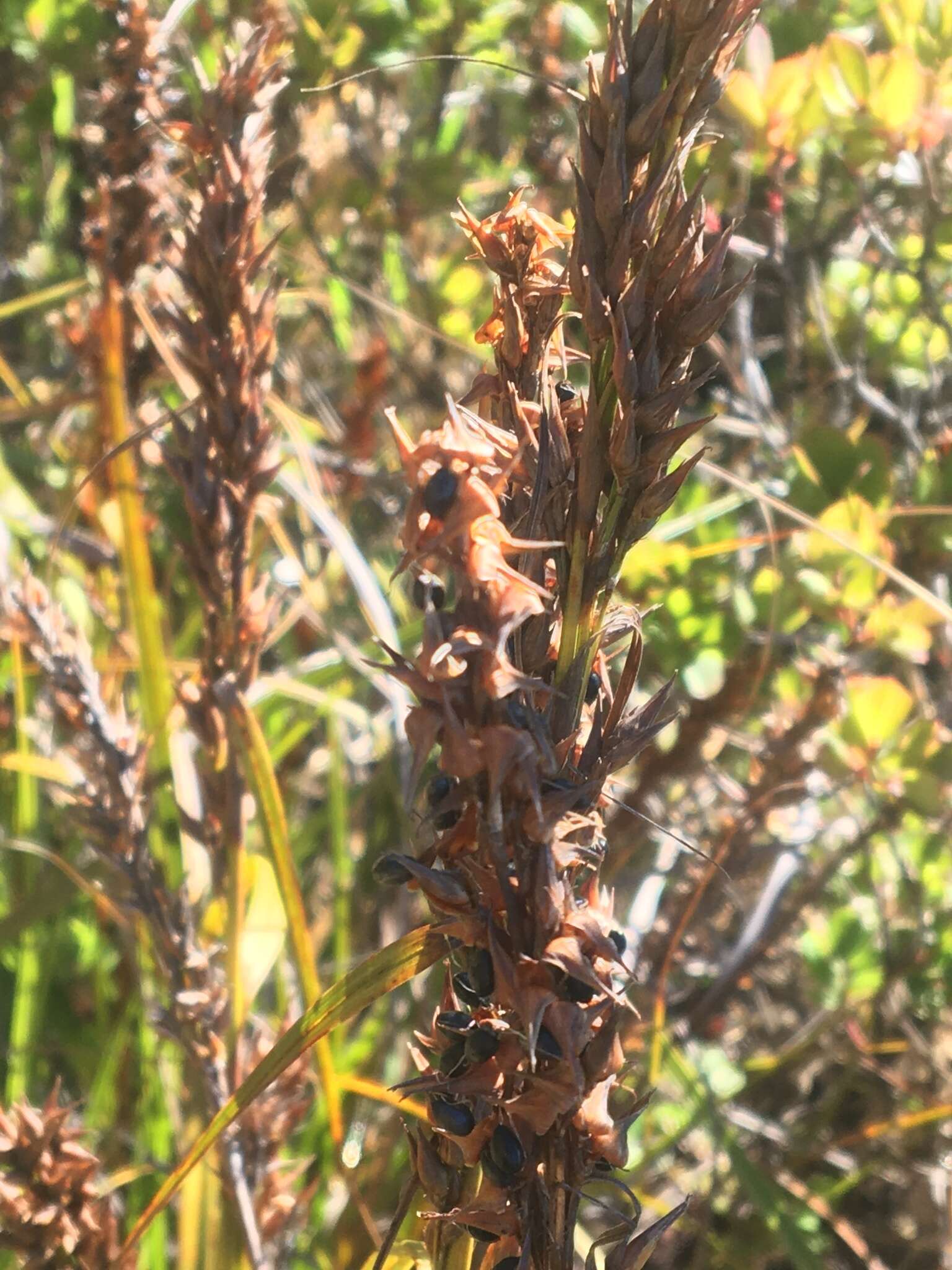 Imagem de Morelotia gahniiformis Gaudich.