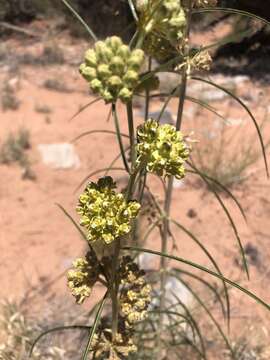 Image of Rusby's milkweed