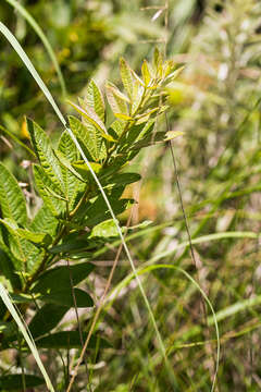 Image de Searsia pyroides var. integrifolia (Engl.) Moffett