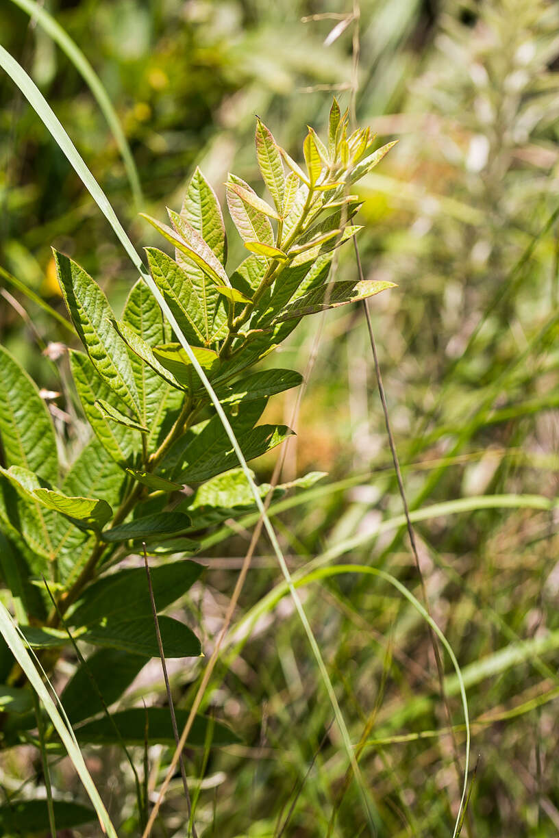 Image of Searsia pyroides var. integrifolia (Engl.) Moffett