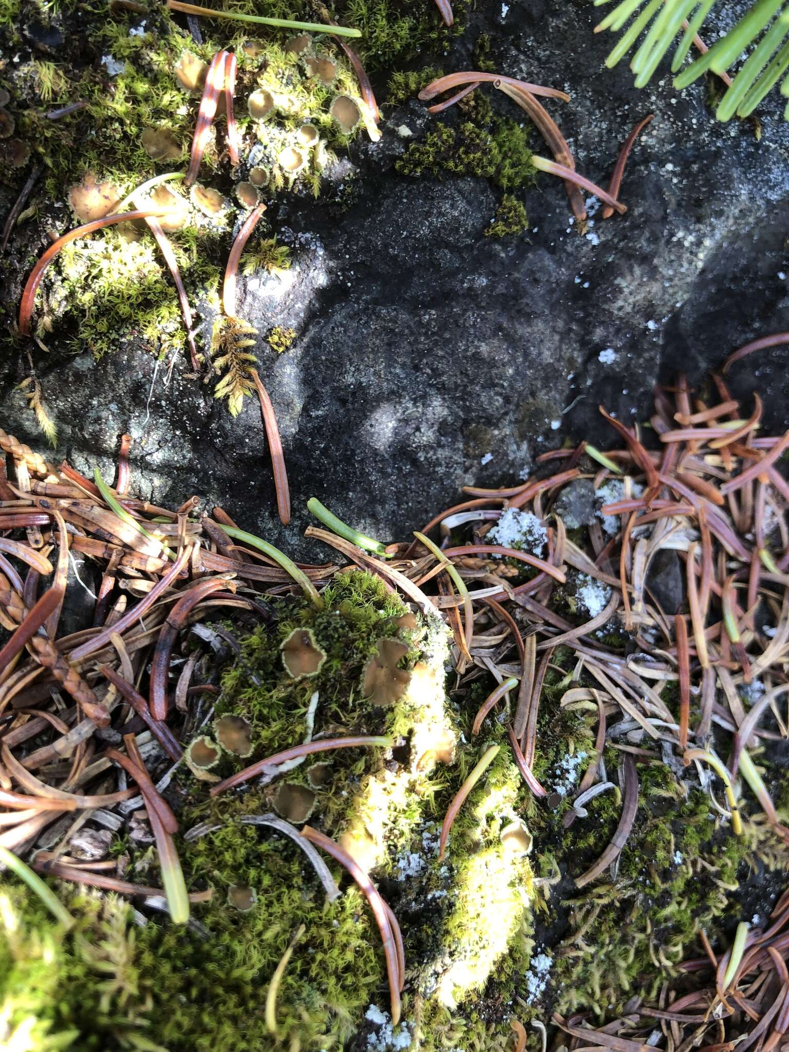 Image of bowl lichen