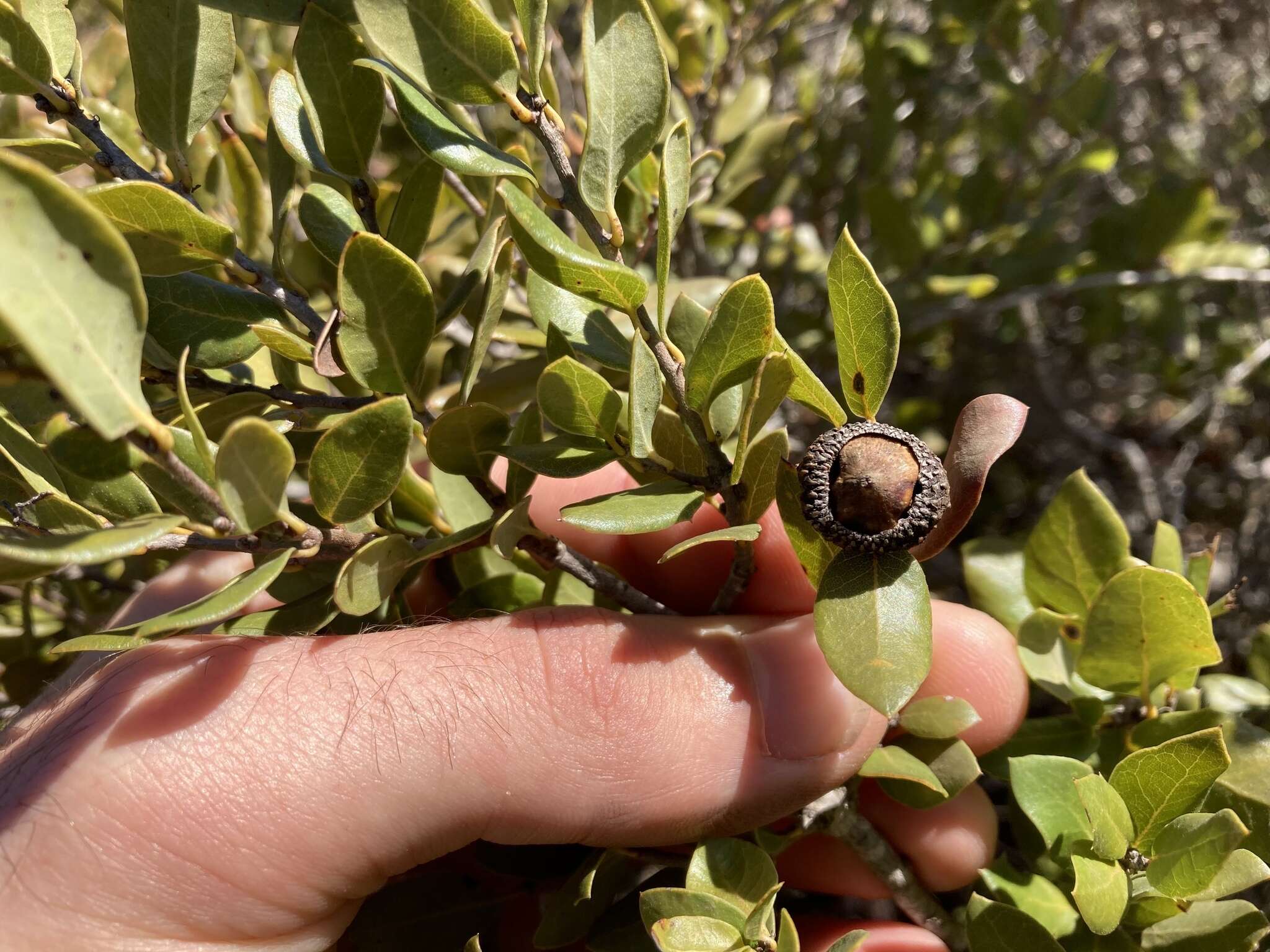 Image of Cedros Island Oak