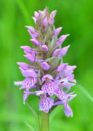 Image de Dactylorhiza sibirica Efimov