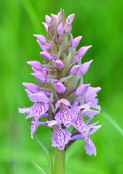 Image of Dactylorhiza sibirica Efimov