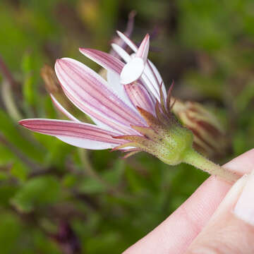 Image of Dimorphotheca walliana (Norl.) B. Nord.