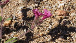 Image of Fremont's monkeyflower