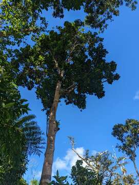 Image of candletree