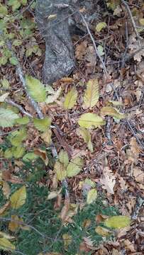 Image of Eastern Hornbeam