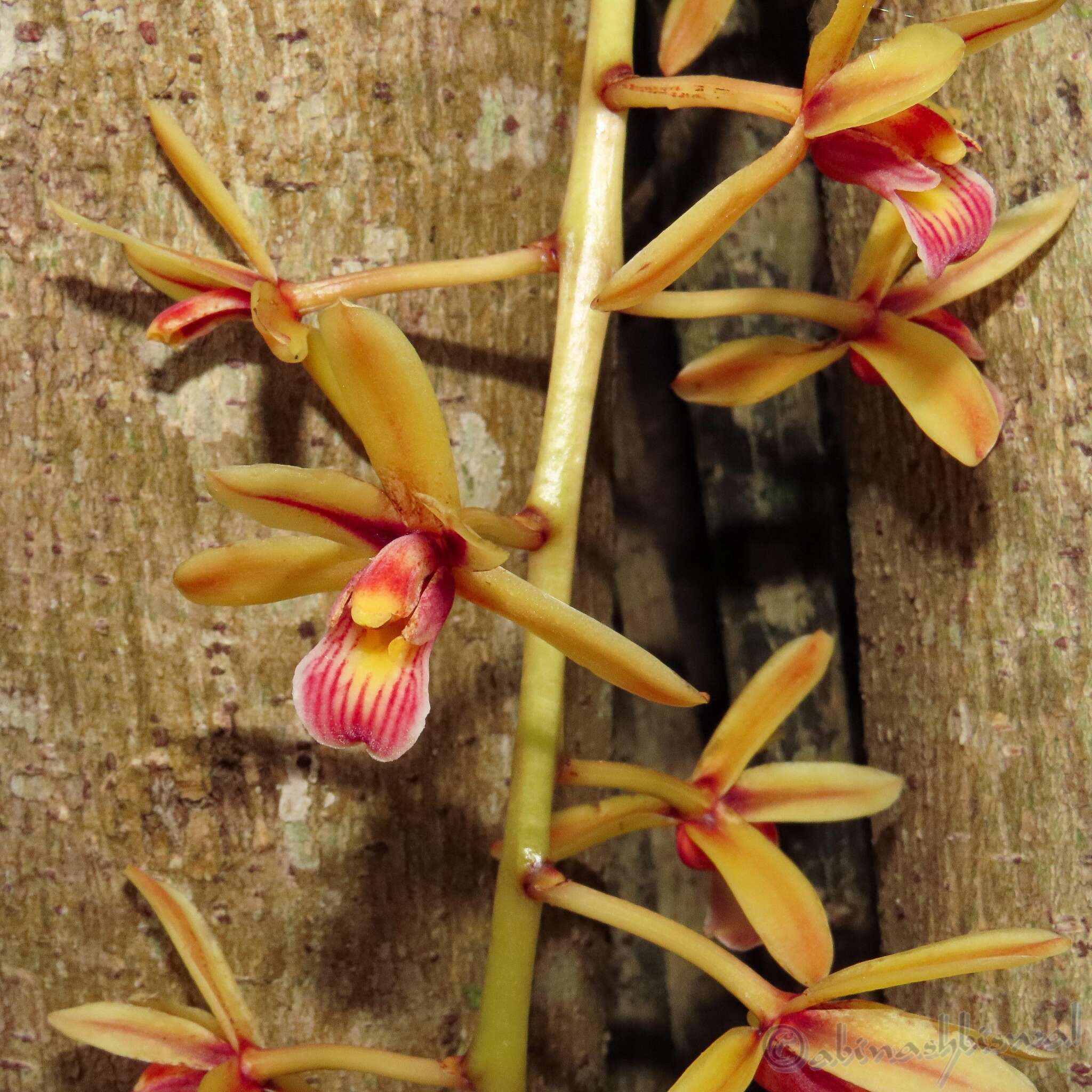 Imagem de Cymbidium aloifolium (L.) Sw.