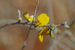 Imagem de Crotalaria eremaea F. Muell.