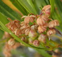 Image of Dodonaea viscosa subsp. viscosa