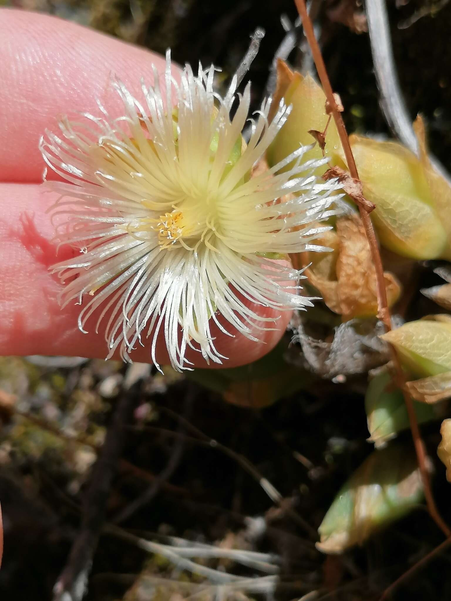 صورة Mesembryanthemum ladismithiense Klak