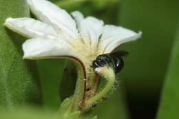 Image of Anthricinan yellow-faced bee