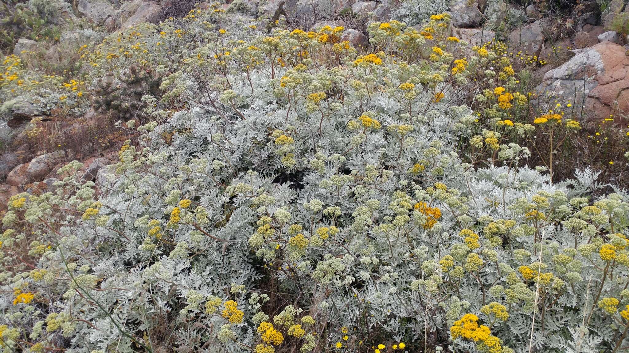 Image of woolly sunflower